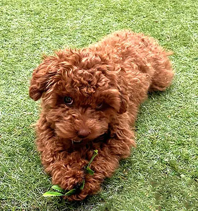 Joue avec ton chien à la maison. Jeux et activités 