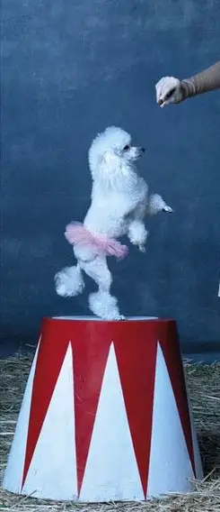 caniche nain ou miniature blanc dans un cirque faisant une pirouette à deux pattes en tutu.