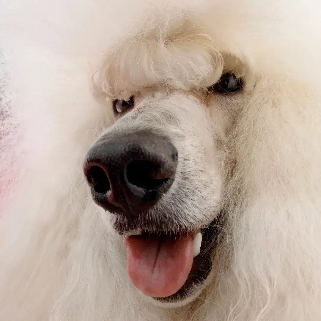 Las 5 mejores Peluquerías Caninas en México para caniches