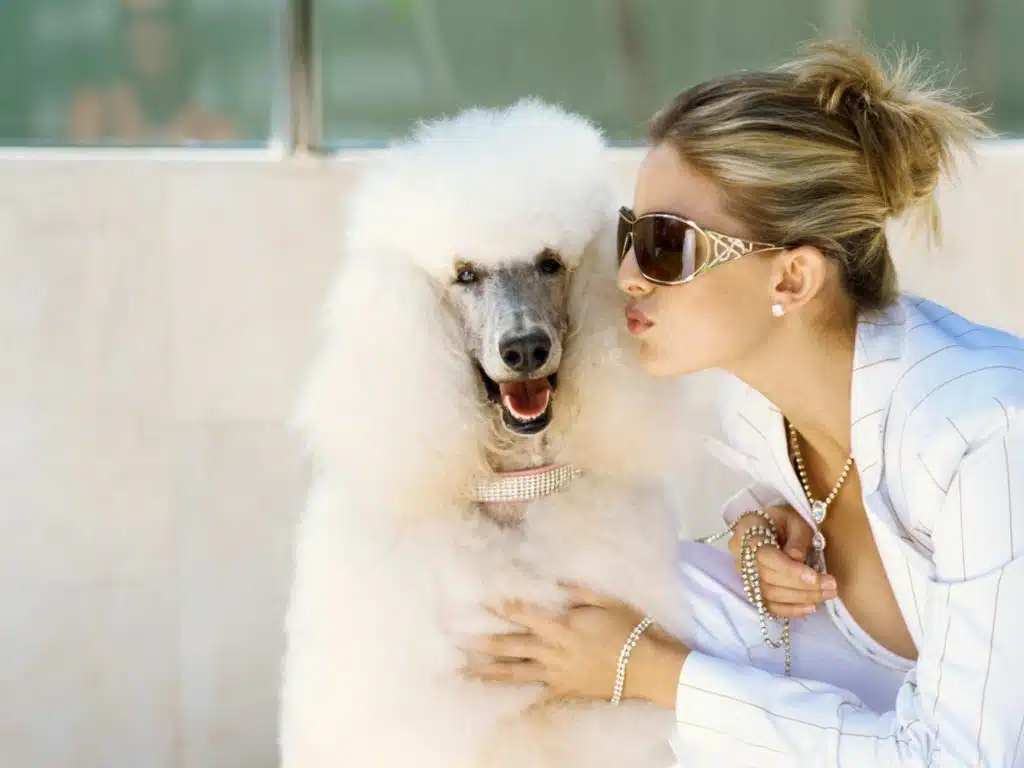 Cómo cuidar el pelo de un caniche ?