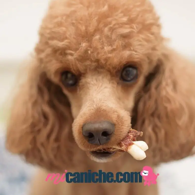 Los mejores snacks para perros caniches o poodles. Premios para perros caniches