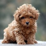 Poodle toy em Burgos. Comprar poodle toy poodles damasco em Burgos Espanha. Comprar poodles marrom claro na Espanha