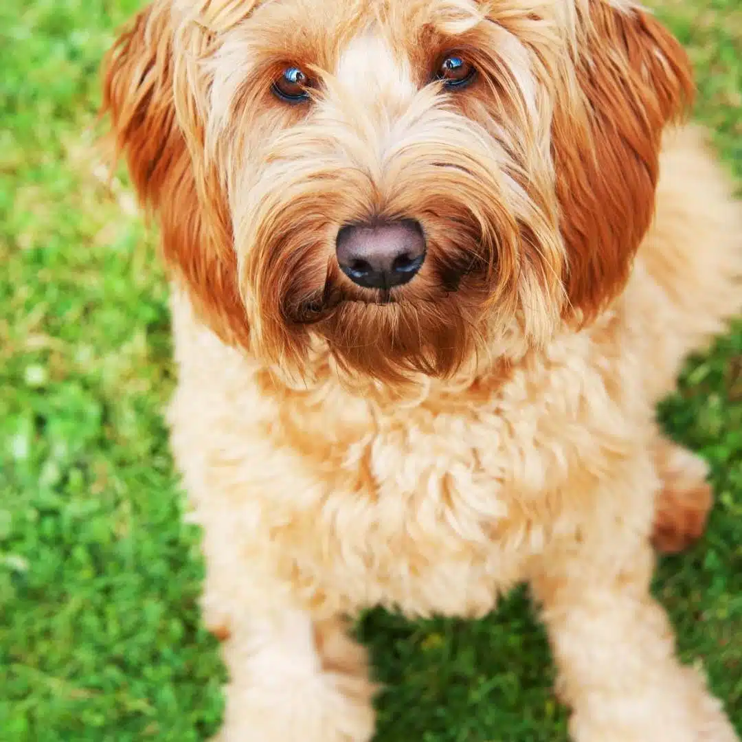 goldendoodle