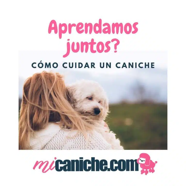 Guía completa de los cuidados de un caniche