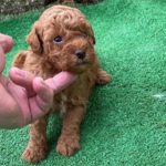 Where to buy toy poodle in Madrid. mini toy poodle