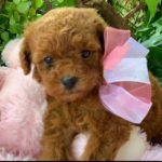 Buy a toy poodle in Barcelona. Poodle toy cattery in Catalunya