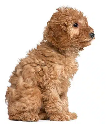 Caniche color canela