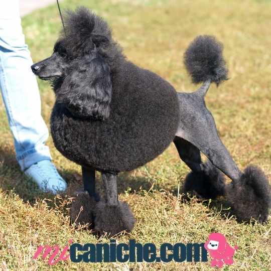 A medium sized jet black poodle at a dog show. With typical cut of the breed. 