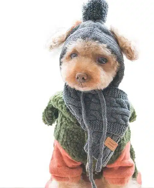 perros en la nieve y sus cuidados