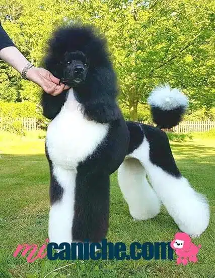 El caniche Arlequín , un caniche bicolor