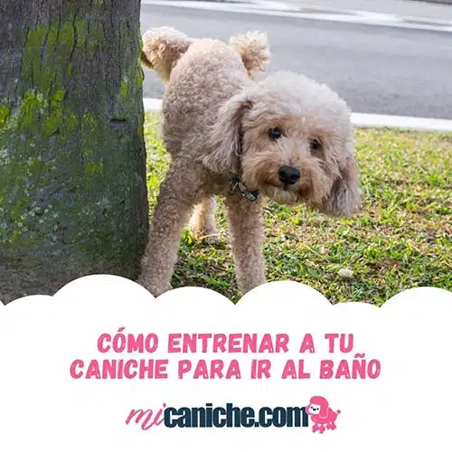 Entrenar o educar un caniche para ir al baño bien, educar un cachorro para hacer sus necesidades