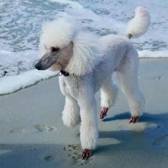 un caniche gigante en la playa