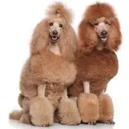 Caniche gigante