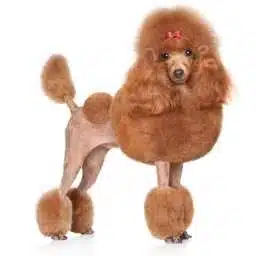 Caniche mediano