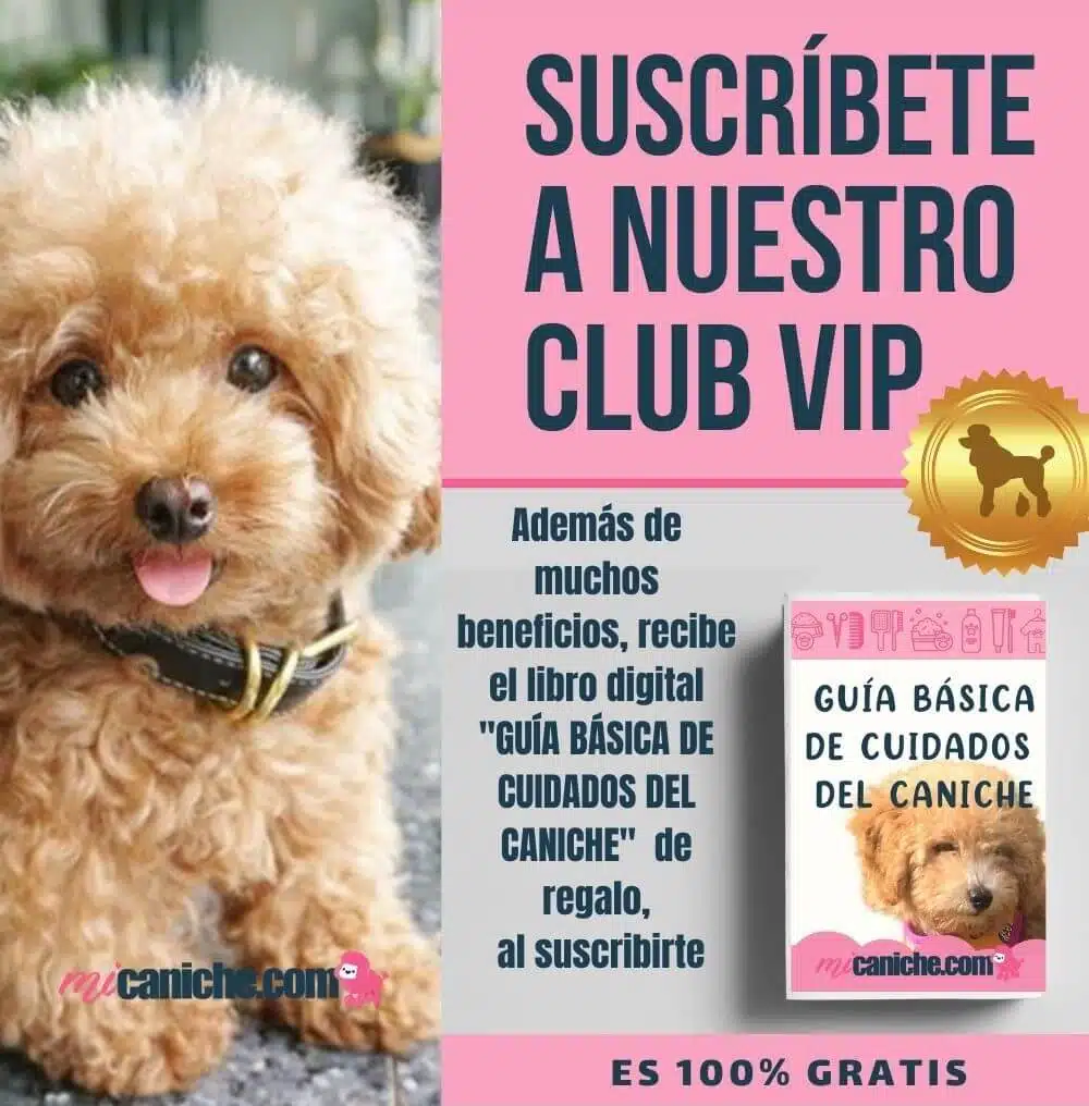 club + libro Cuidados del caniche