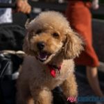 Toy Poodle Kennel in Basque Country