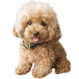 Caniche toy
