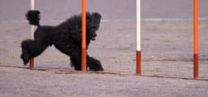 circuito agility perros para caniches