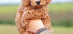 caniche toy precio - qué precio tiene un caniche toy en 2022