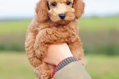 ¿Qué precio tiene un caniche toy?