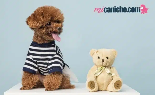 corte osito para caniche