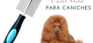 peine para perros caniches