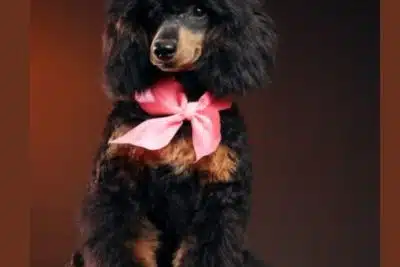 Caniche Phantom y sus 3 características