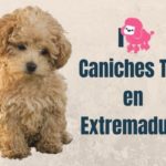 Caniches jouets en Estrémadure