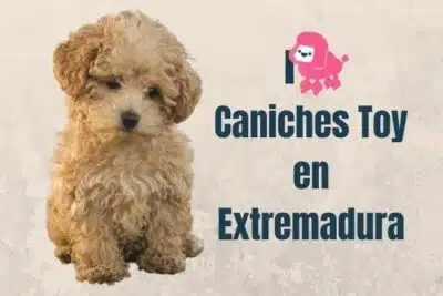 Comprar caniches toy en Extremadura