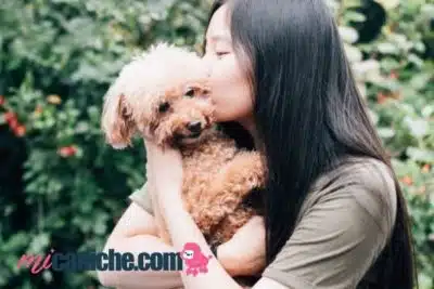 Caniche Toy en Sevilla: Criadores, Tiendas y Protectoras