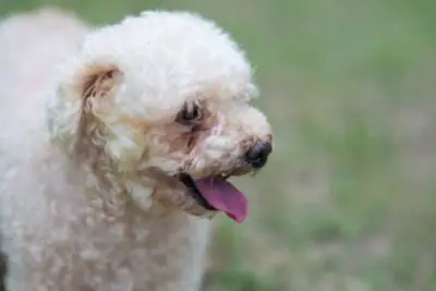 Le caniche plus âgé