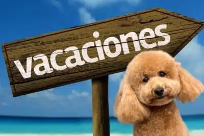 donde dejar mascota en vacaciones de verano