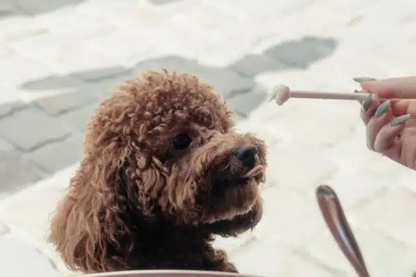 Helados para perros de plátano - tu caniche lo amará 🍧❤