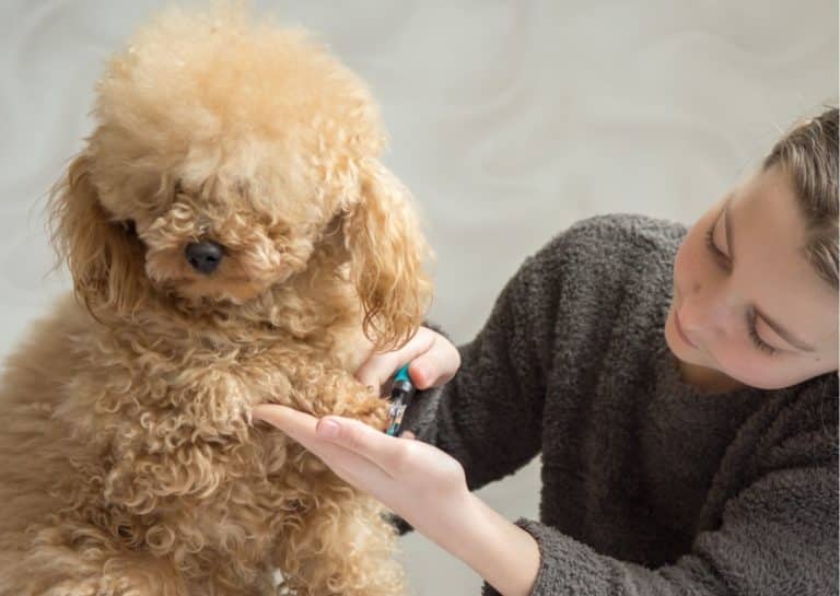 como cortar uñas a un perro