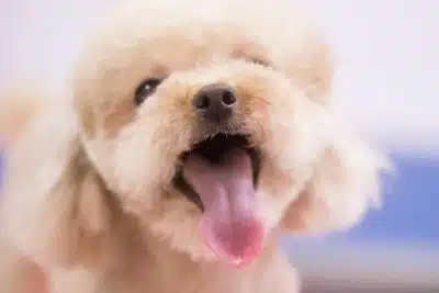 perros french poodle en adopcion bogota