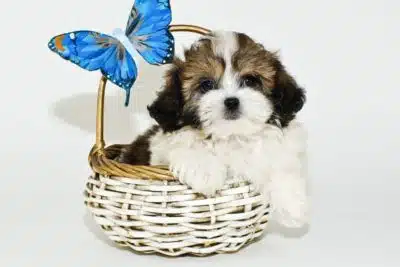 criadero perros shih tzu