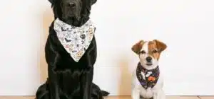 cómo hacer bandana perros