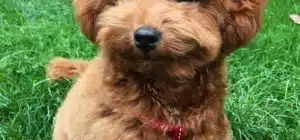 El caniche toy adulto