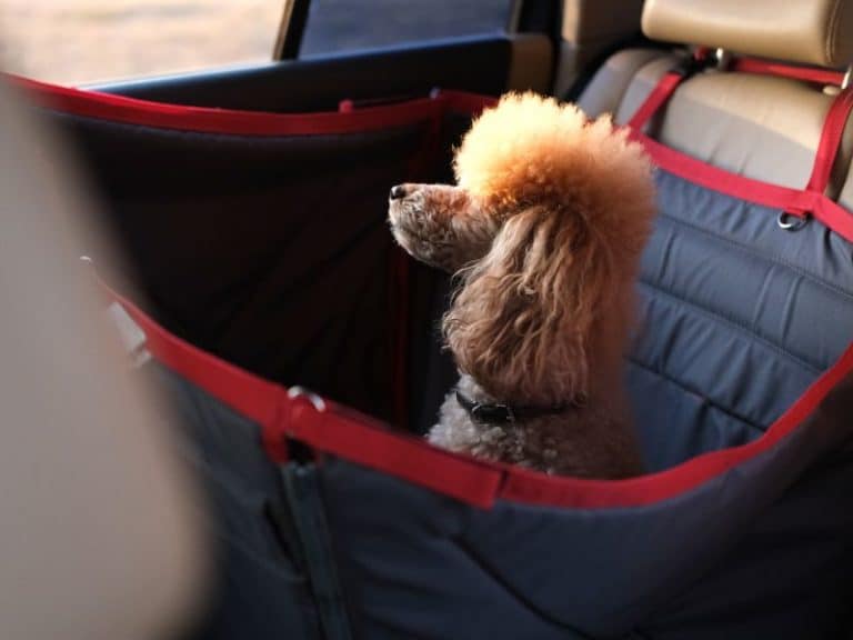 Cómo calmar la ansiedad del perro en el auto?