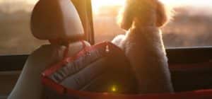 Mantener calmado a tu perro en el auto Feromonas tranquilizantes para perros