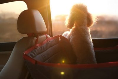 Mantendo seu cão calmo no carro Feromônios calmantes para cães