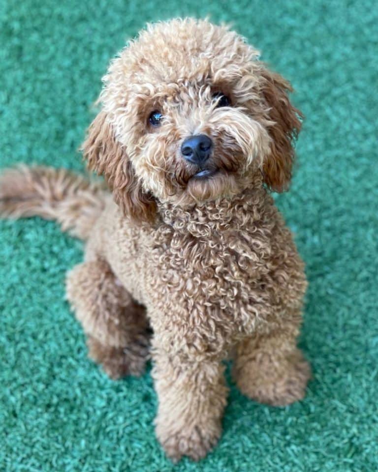 Caniche Toy Adulto: 10 CARACTERÍSTICAS ÚNICAS IMPRESIONANTES