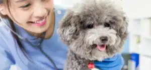 seguro medico para perros