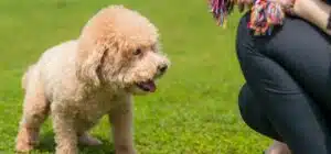 Aventúrate con tu caniche por los mejores parques caninos de España