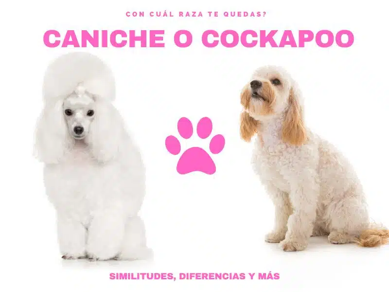 caniche o cockapoo