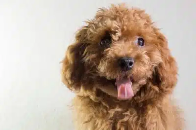 Estreñimiento en perros por qué mi perro no hace caca Causas y soluciones