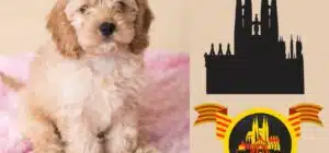 Comprar un Cockapoo en Barcelona Criaderos