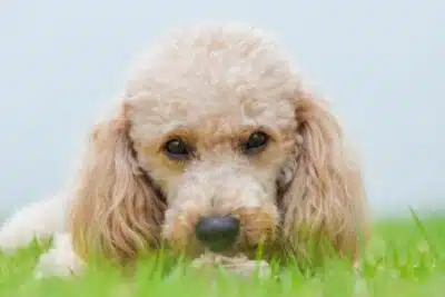 estreñimiento en perros (¿Cómo puedes ayudar a un caniche estreñido? Conoce nuestros 10 tips y consejos