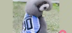 Criadero de Caniche Mini Toy en Argentina
