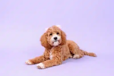 10 cortes de pelo para cockapoo ( con fotos 🤩)